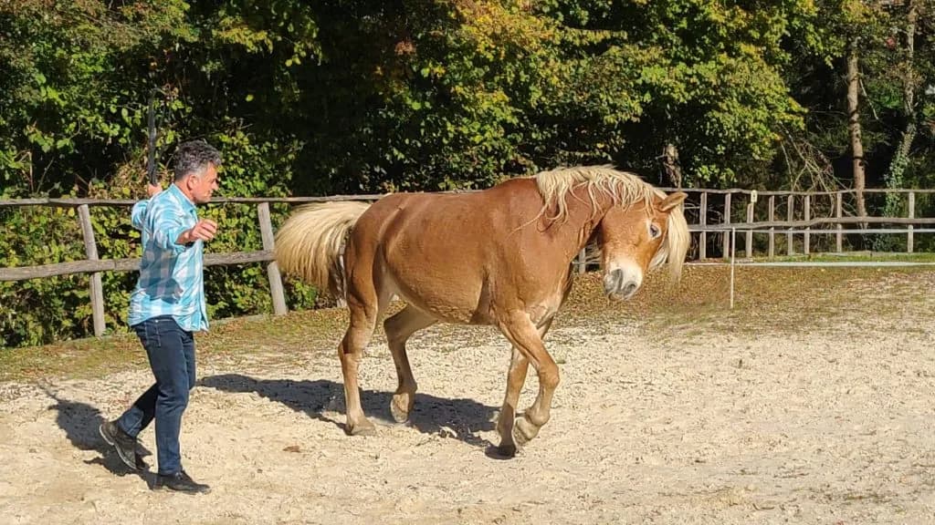 Benefits of Equine Coaching