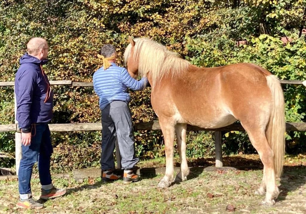 Two men with a horse in a paddock, one gently stroking its neck, illustrating an equine coaching session.