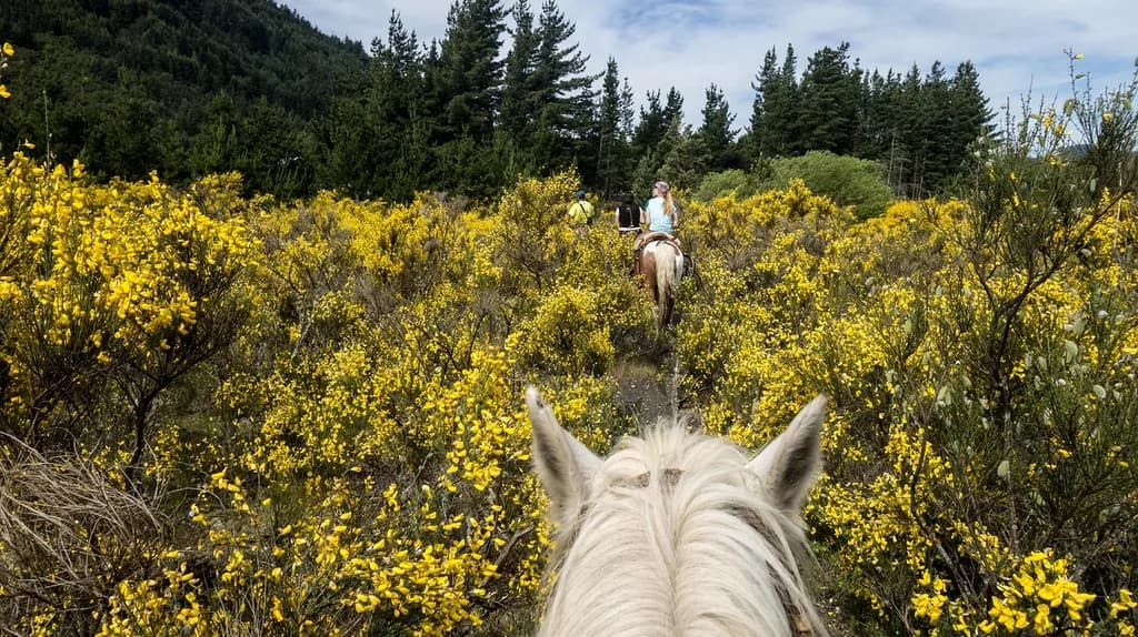 Here are the advantages of equine coaching